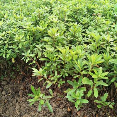 毛杜鹃球 广东中山公园绿化用的花卉苗木批发价格 多少钱一棵